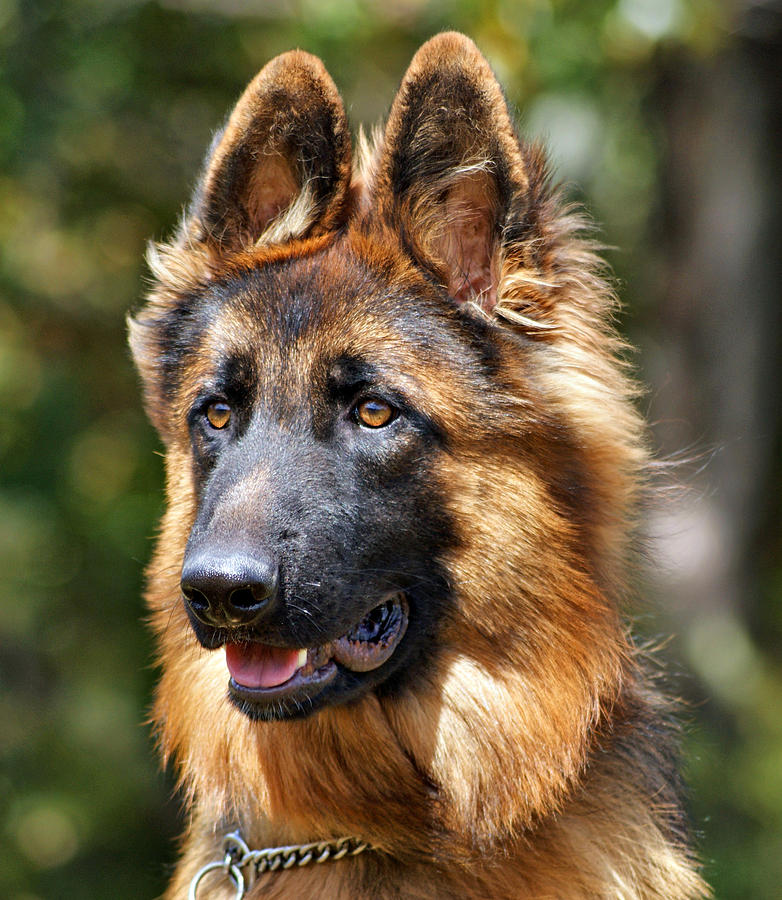 Long Coated German Shepherd Dog Photograph by Sandy Keeton