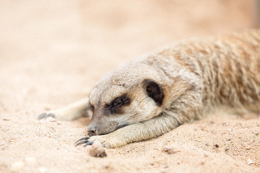 Long Day in Meerkat Village Photograph by SR Green