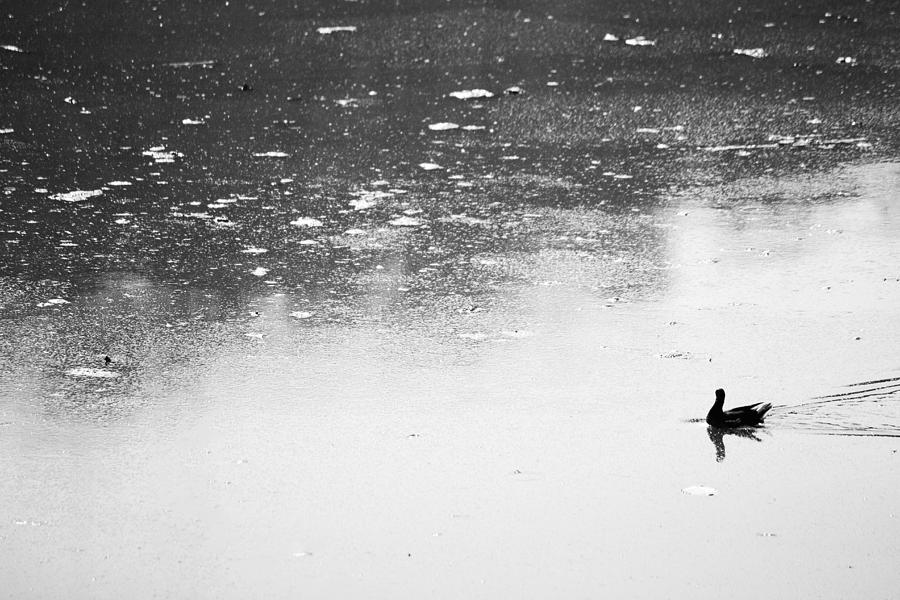 Duck Photograph - Long Drive by Prakash Ghai