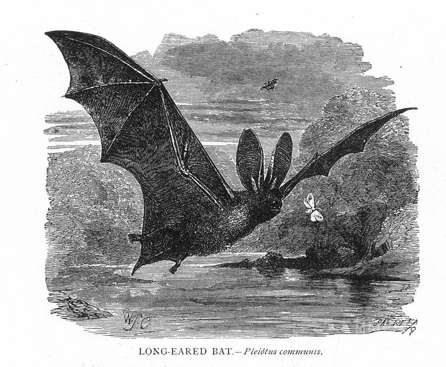 Long-eared Bat Photograph by Granger