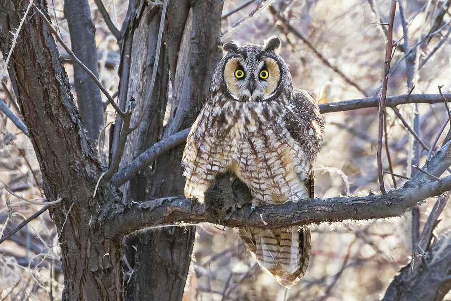 Long-eared Owl #1 Photograph by Mindy Musick King