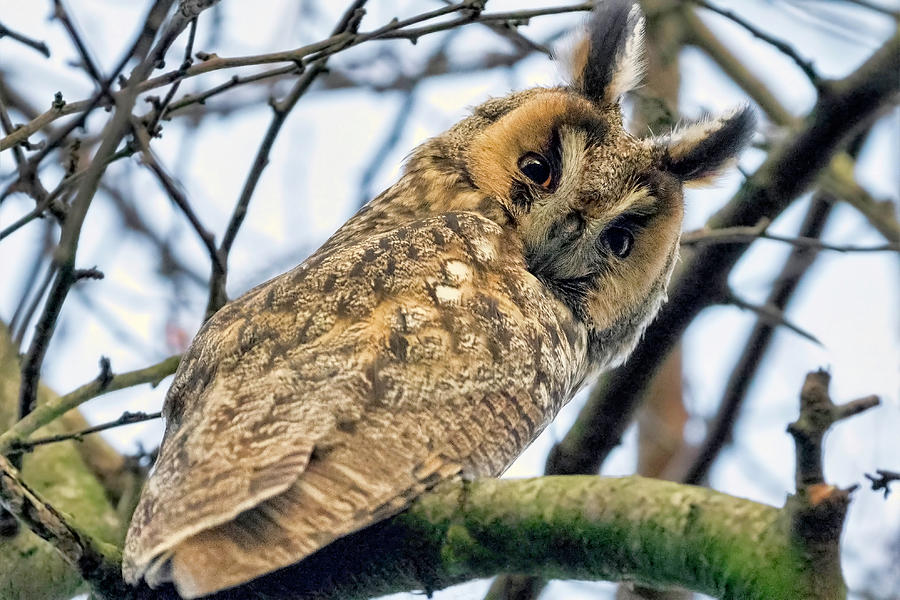 Long Eared Owl 1 Photograph by Nadia Sanowar