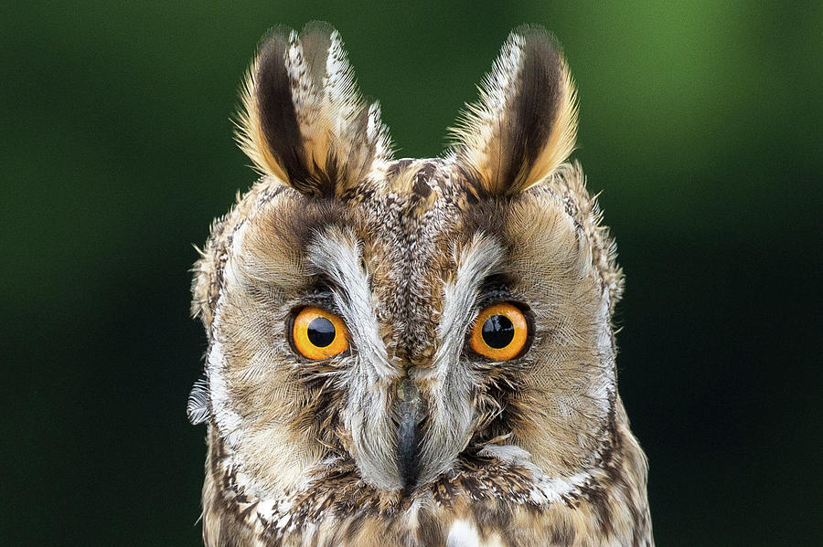 Long Eared Owl 1 Photograph by Nigel R Bell
