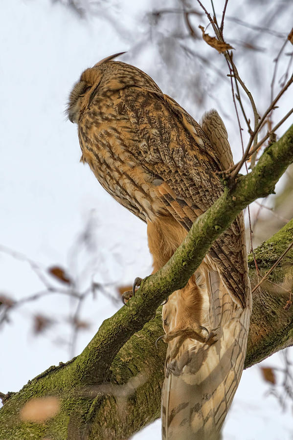 Long Eared Owl 2 Photograph by Nadia Sanowar