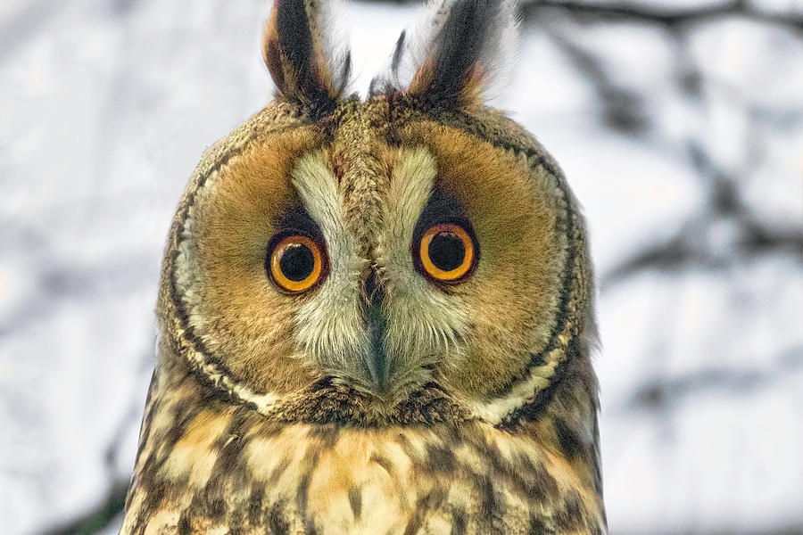 Long Eared Owl 3 Photograph by Nadia Sanowar