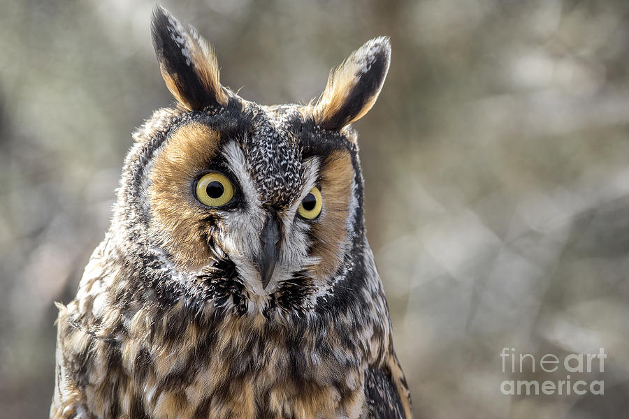 Long Eared Owl Photograph by Angie Rea