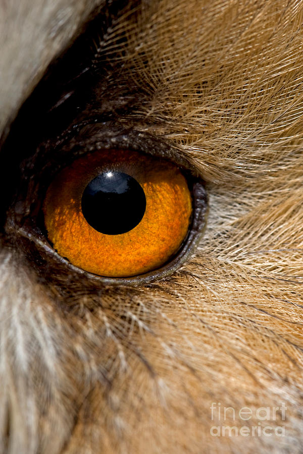 Long-eared Owl Asio Otus Eye Photograph by Gerard Lacz