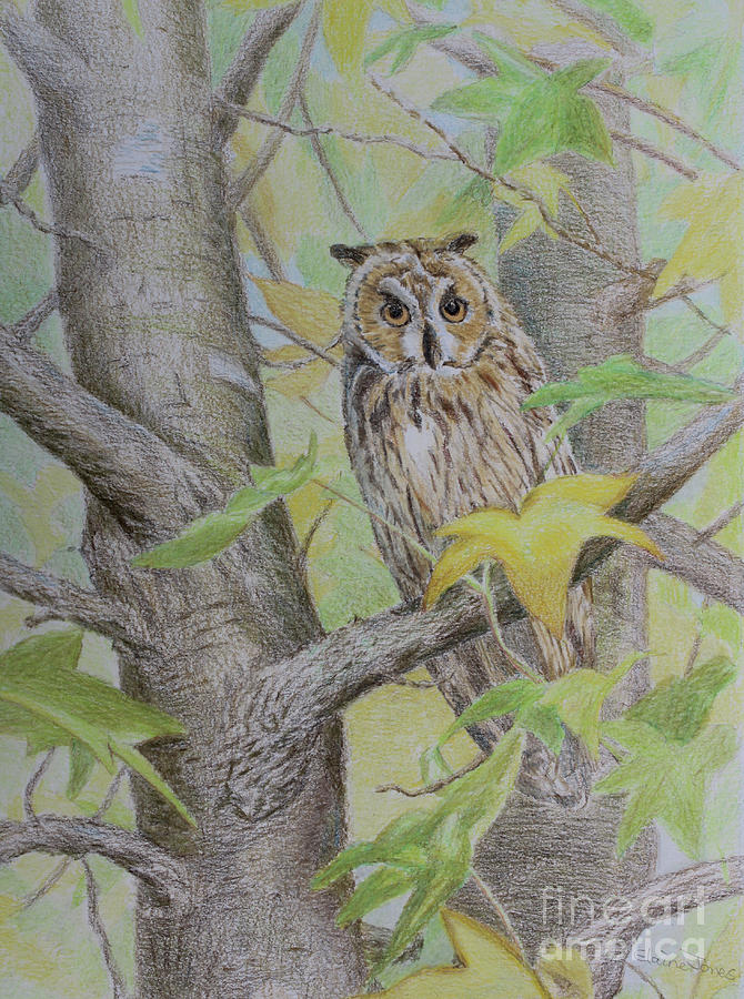 Owl Drawing - Long Eared Owl by Elaine Jones