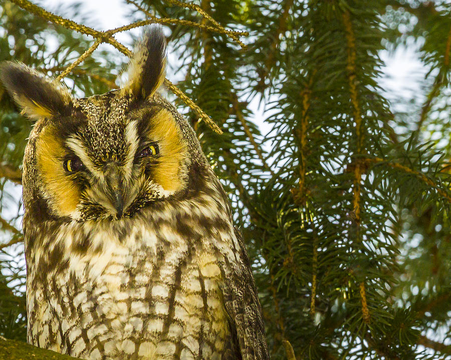 Long Eared Owl - female Photograph by Jack R Perry