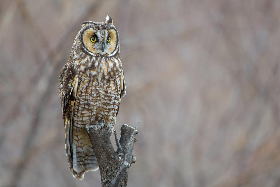 Long Eared Owl Photograph by Gary Kochel