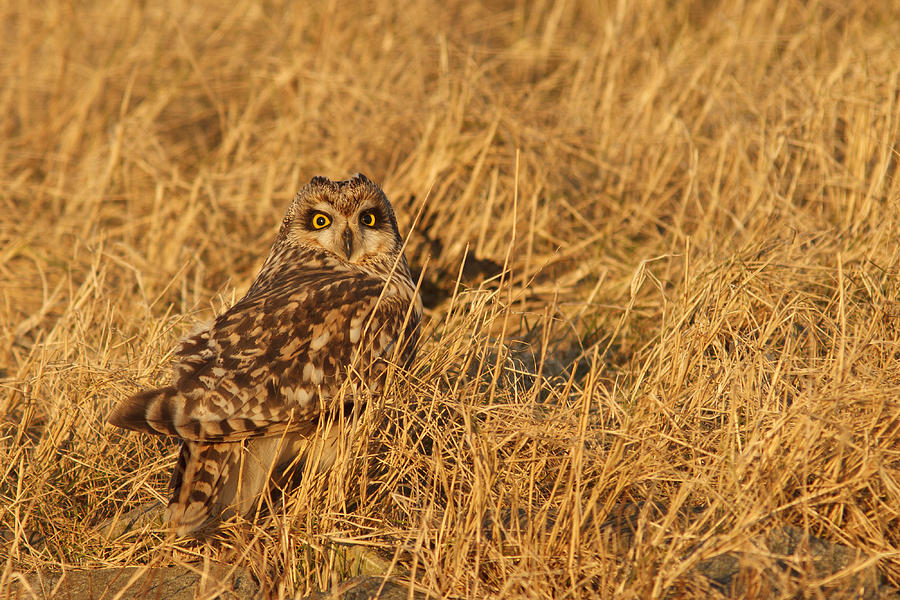 Owl Photograph - Long Eared Owl in Golden Light by Roeselien Raimond