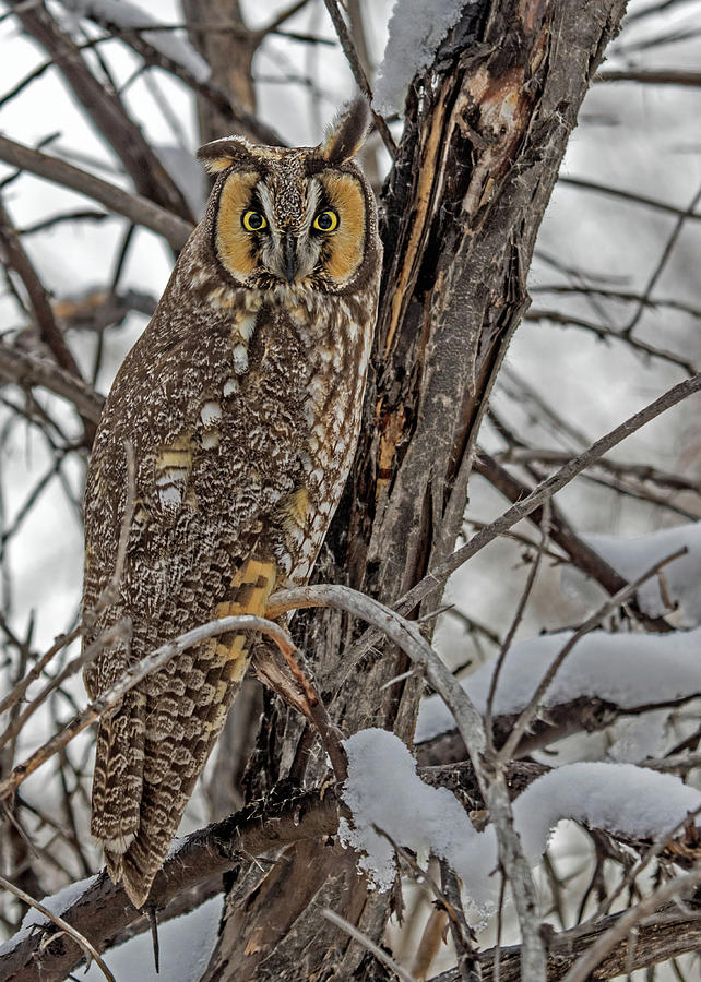 Long Eared Owl in Snow Photograph by Dawn Key
