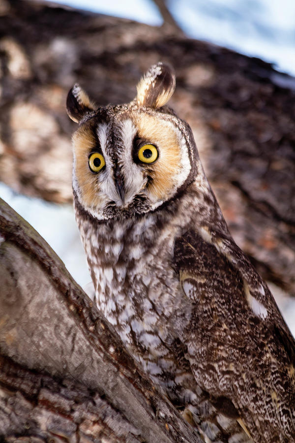 Long Eared Owl in Winter Setting Photograph by Teri Virbickis
