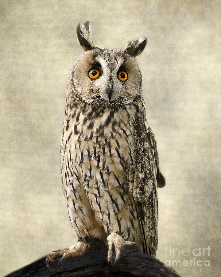Owl Photograph - Long Eared Owl by Linsey Williams