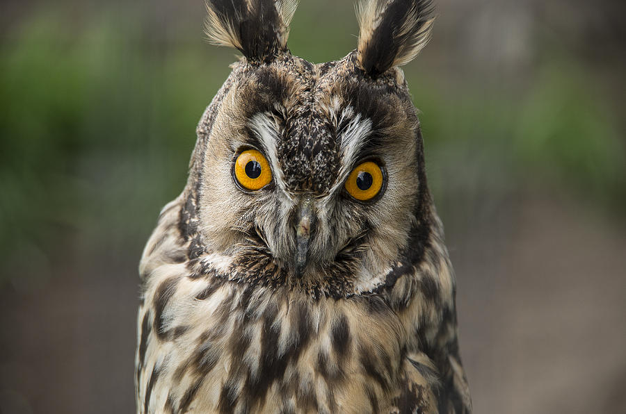 Long-eared Owl Photograph - Long-eared Owl by Martina Fagan