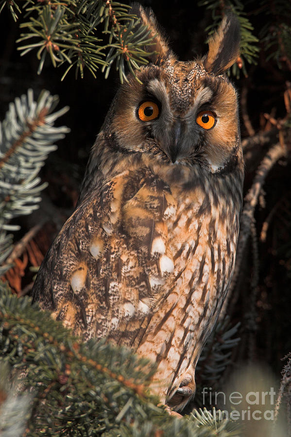Long-eared Owl Photograph by Mathias Schf