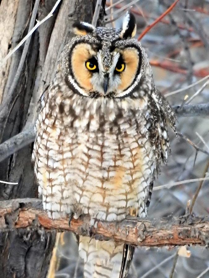 Long Eared Owl Photograph by Nicole Belvill