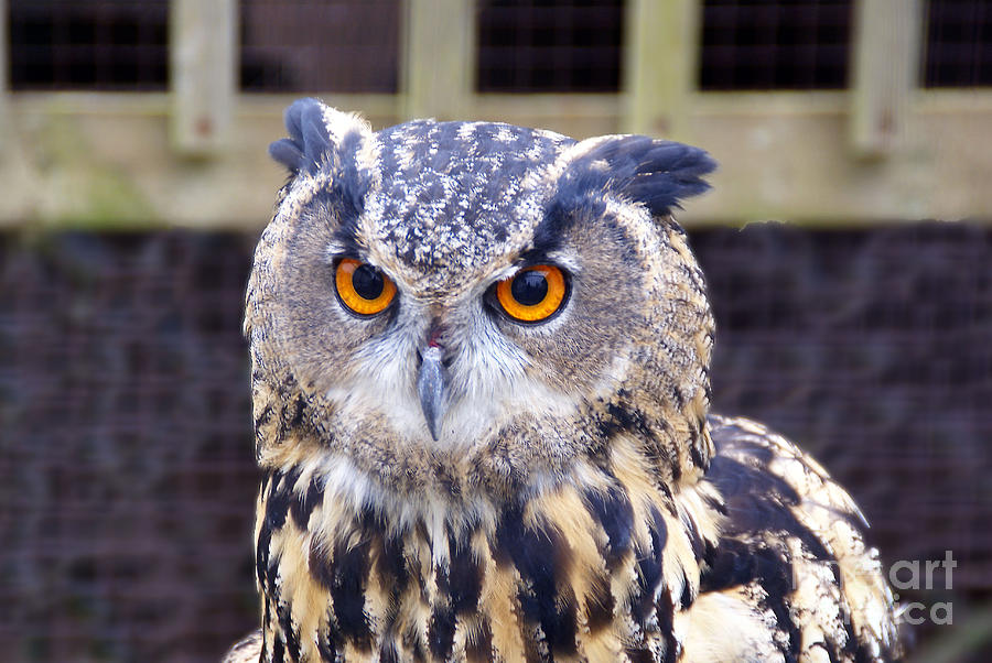 Long-eared owl Photograph by Rod Jones