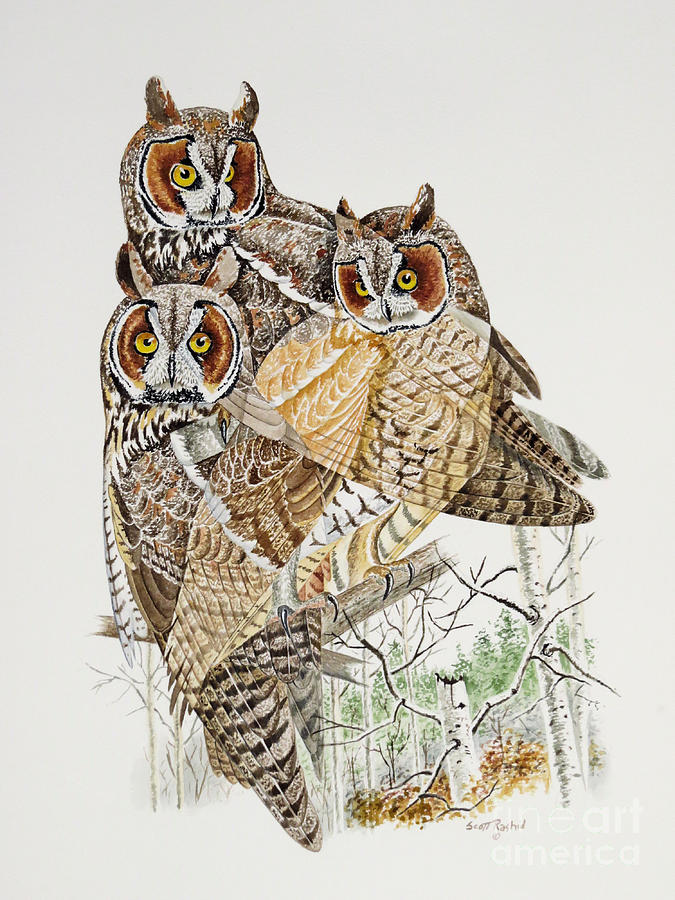 Owl Painting - Long-eared Owl by Scott Rashid
