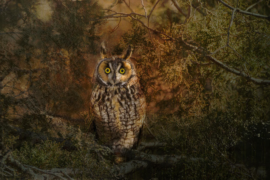 Long Eared Owl Surprise Photograph by Vicki Stansbury