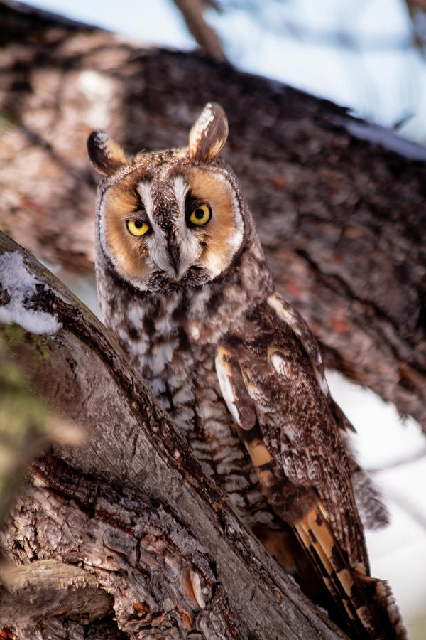 Long Eared Owl Photograph by Teri Virbickis