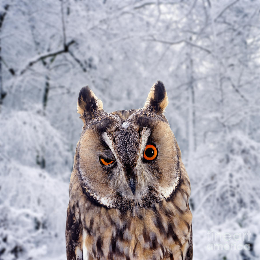 Long-eared Owl winking Photograph by Warren Photographic