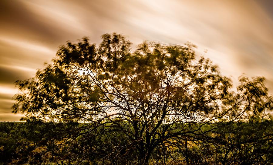 Long Exposure O A Tree Near Farm Land Photograph by Alex Grichenko