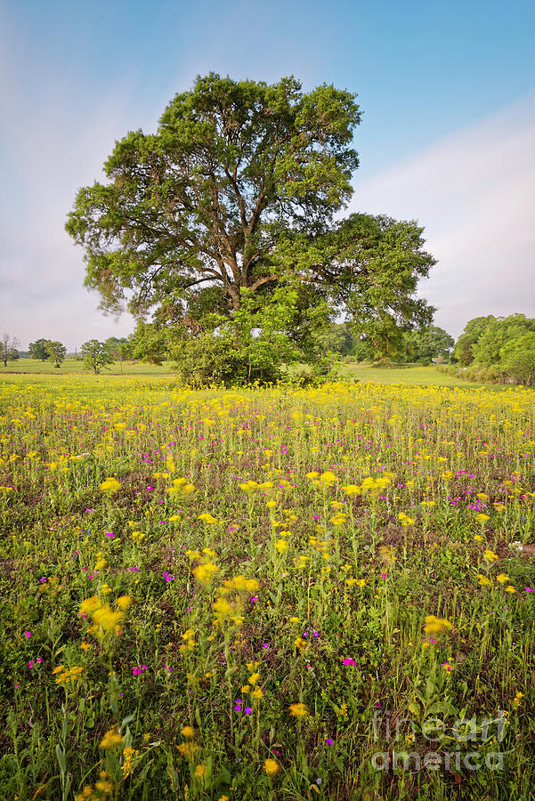 Long Exposure Photograph Of Majestic Post Oak And Texas Groundsel - Brenham Washington County Photograph by Silvio Ligutti