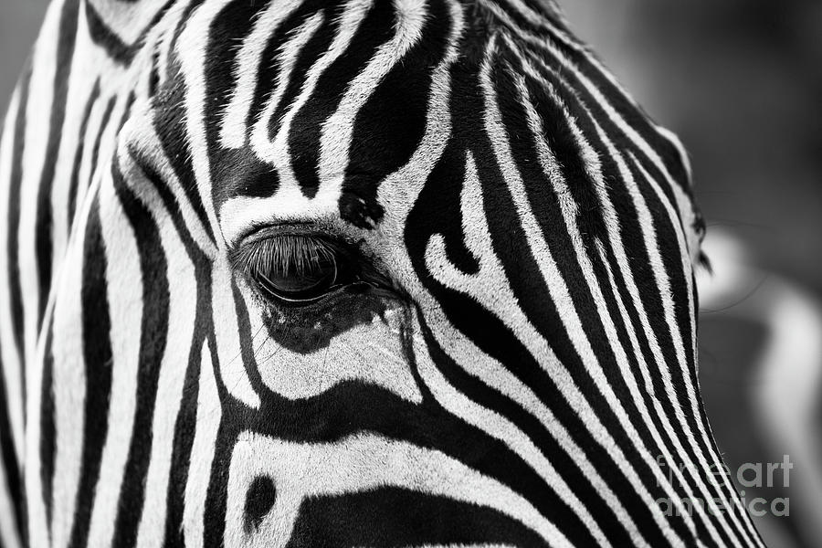Long Eyelashes Photograph by Alice Terrill
