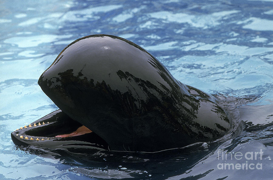 Long-finned Pilot Whale Photograph by Gerard Lacz