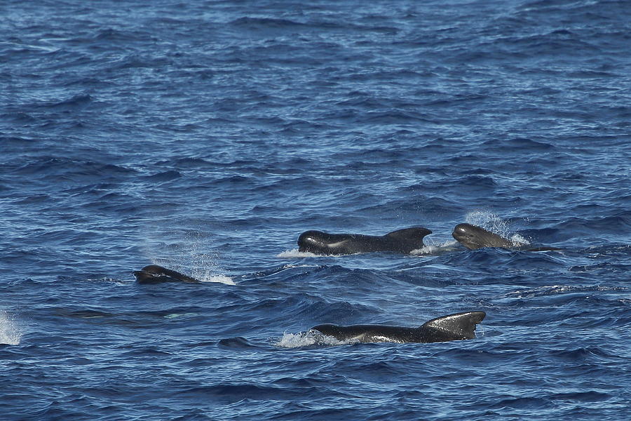 Long-finned Pilot Whales Photograph by Bruce J Robinson