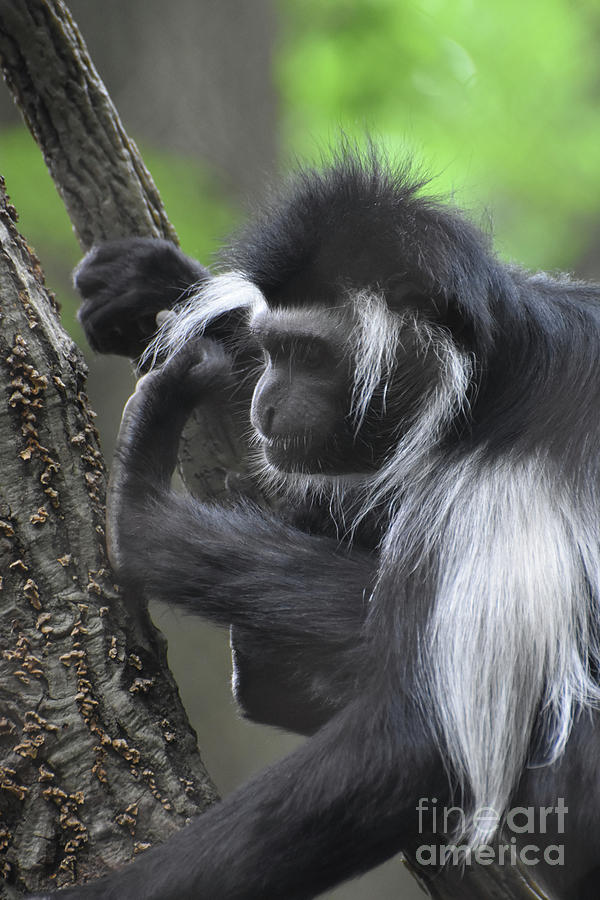 Long Fur Down the Back of a Colobus Monkey Photograph by DejaVu Designs