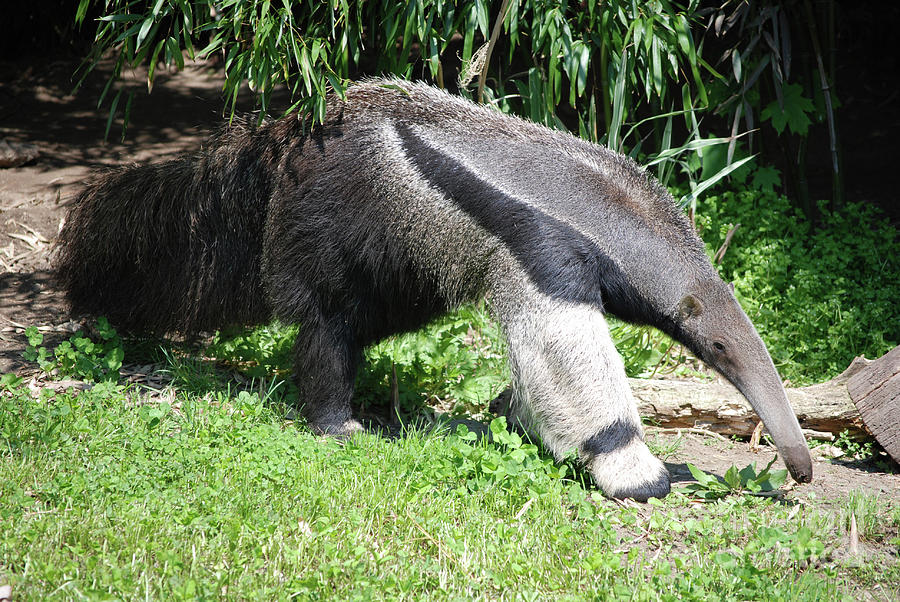 Long Giant Anteater Photograph by DejaVu Designs