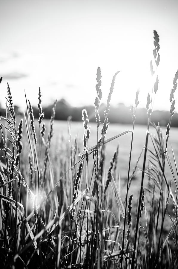 Long Grass in Black and White at Sunset Photograph by Anthony Doudt