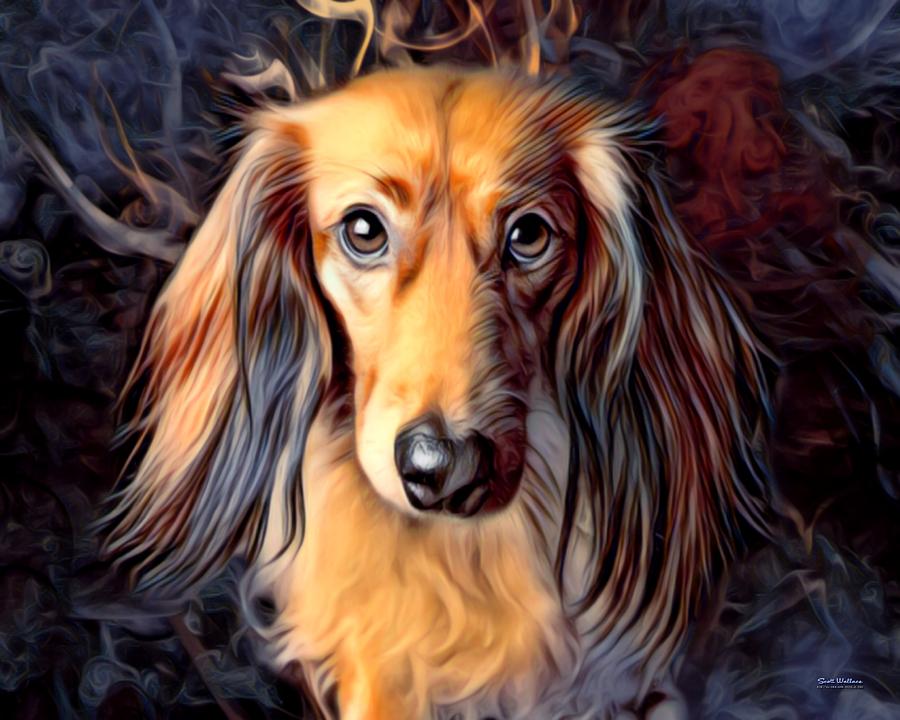 Long Hair Miniature Dachshund Digital Art by Scott Wallace ...