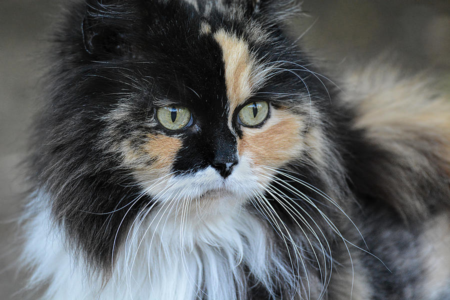 calico long hair tortoiseshell cat