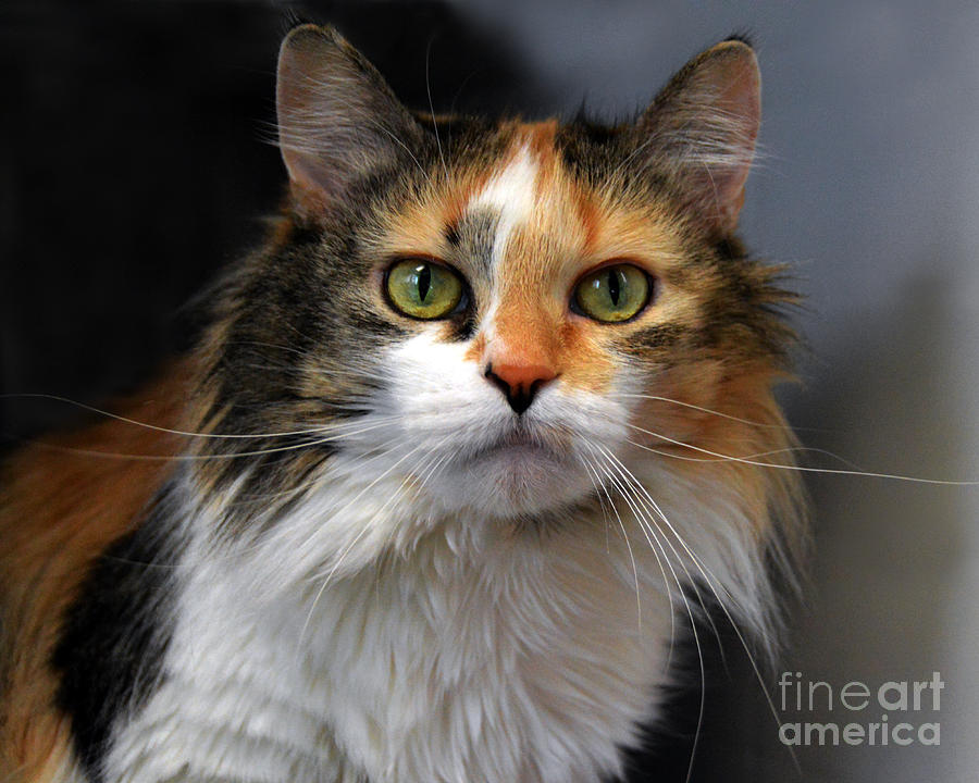 Long Haired Calico Cat Photograph by Catherine Sherman