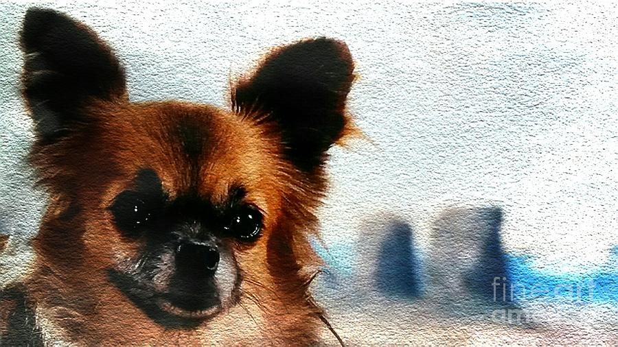 Long-Haired Chihuahua Photograph by Maria Urso