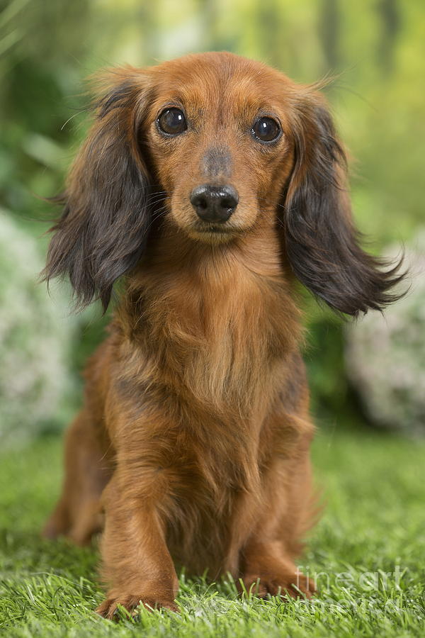 Long Haired Dachshund Dog Photograph by Mary Evans Picture