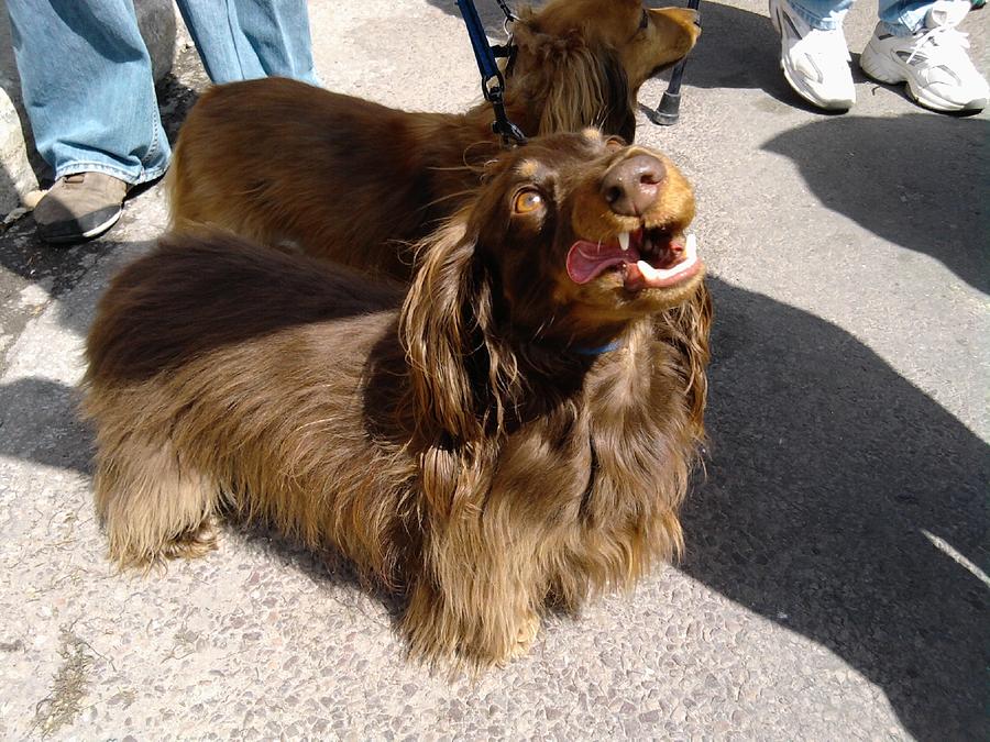 Long Haired Dachshund Making a Face Photograph by Tim Donovan