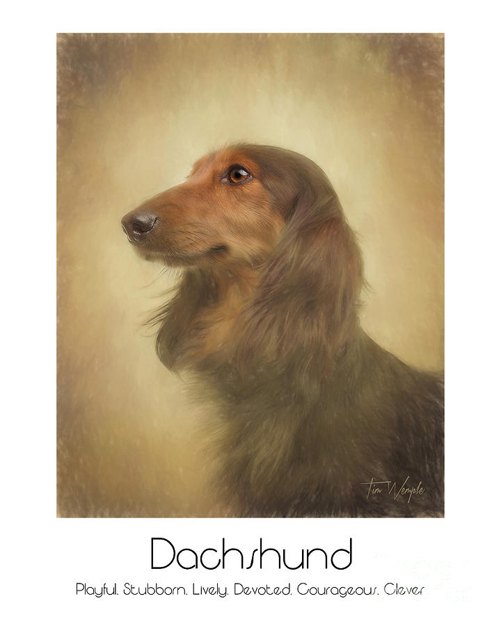 Long Haired Dachshund Poster Digital Art by Tim Wemple