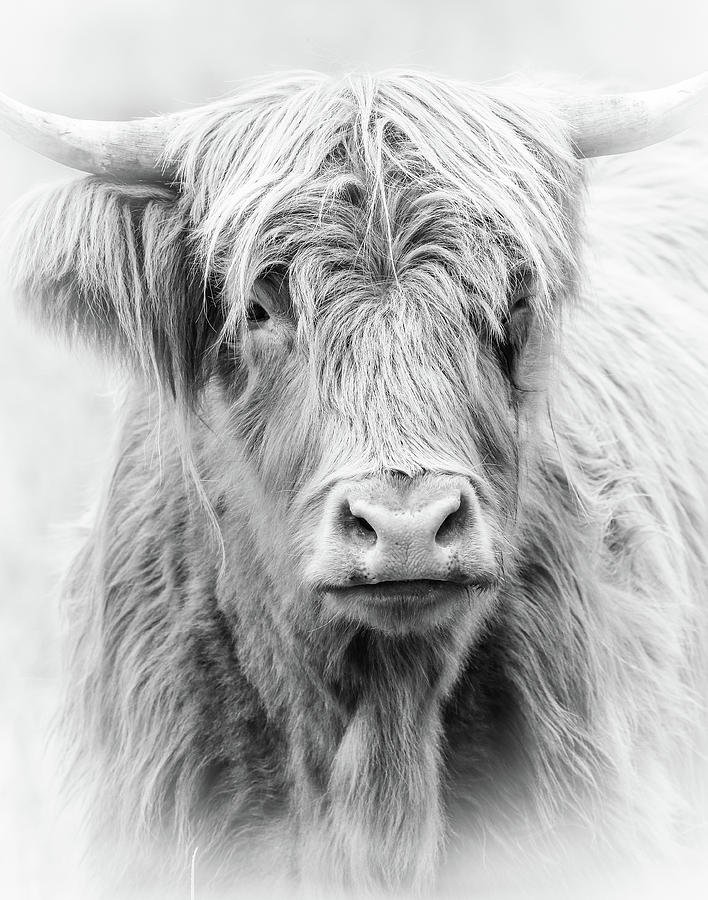Long Haired Highland Cow Photograph by Athena Mckinzie