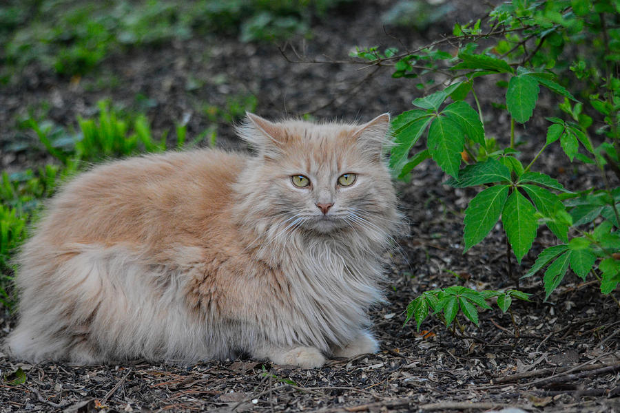 Long Haired Orange Tabby Cat In The Garden 061120156419 Photograph