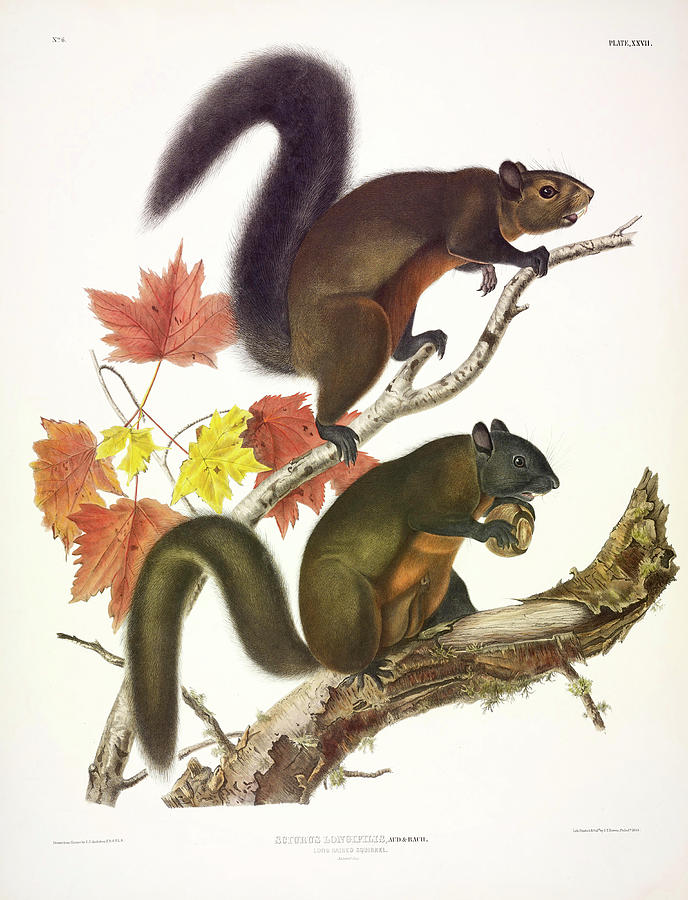 John James Audubon Painting - Long-haired Squirrel by John James Audubon