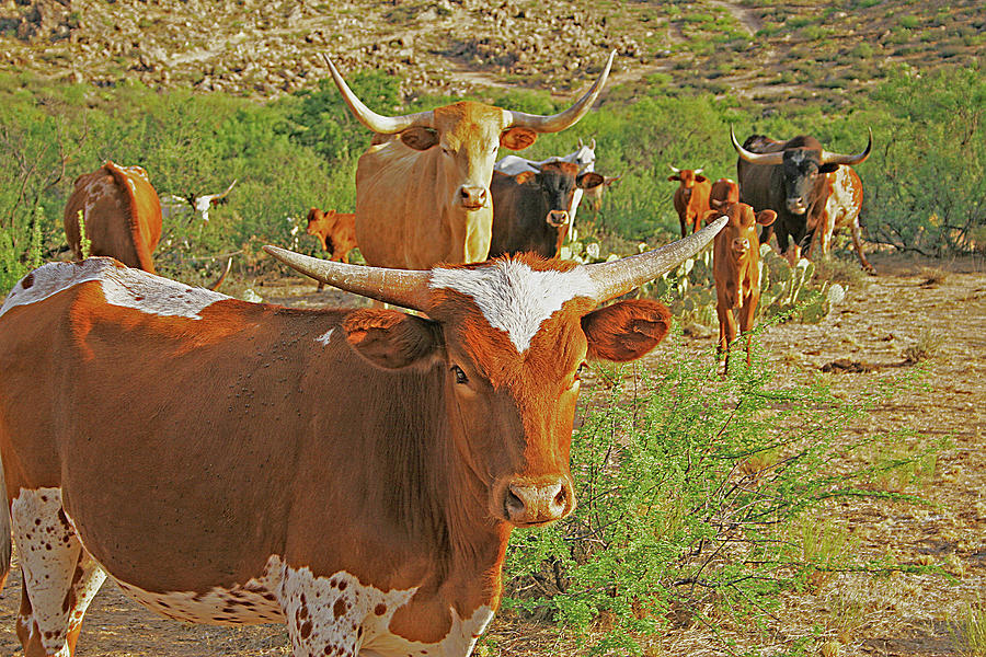 Long Horn Cattle Out Shopping Digital Art by Tom Janca