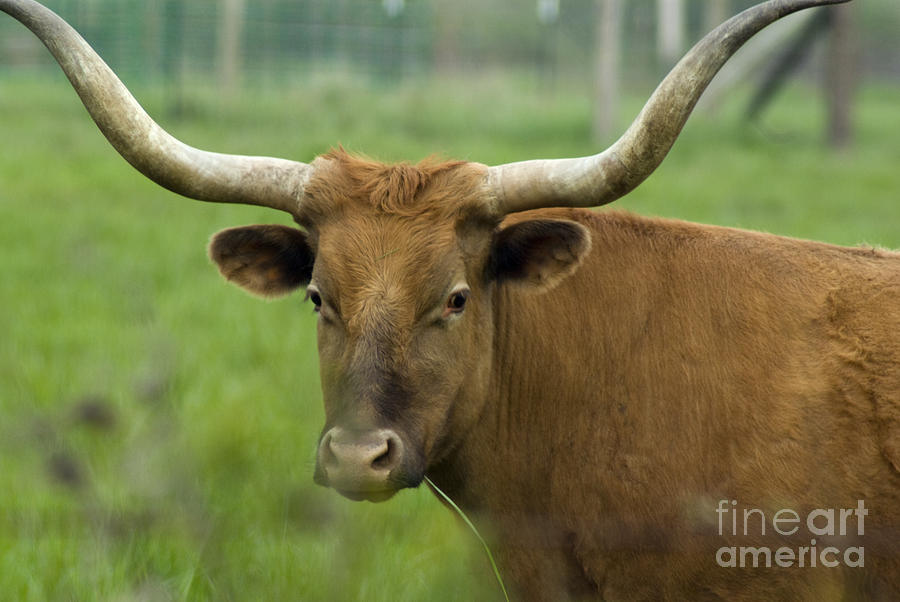 Long Horn Cow Photograph by Louise Magno