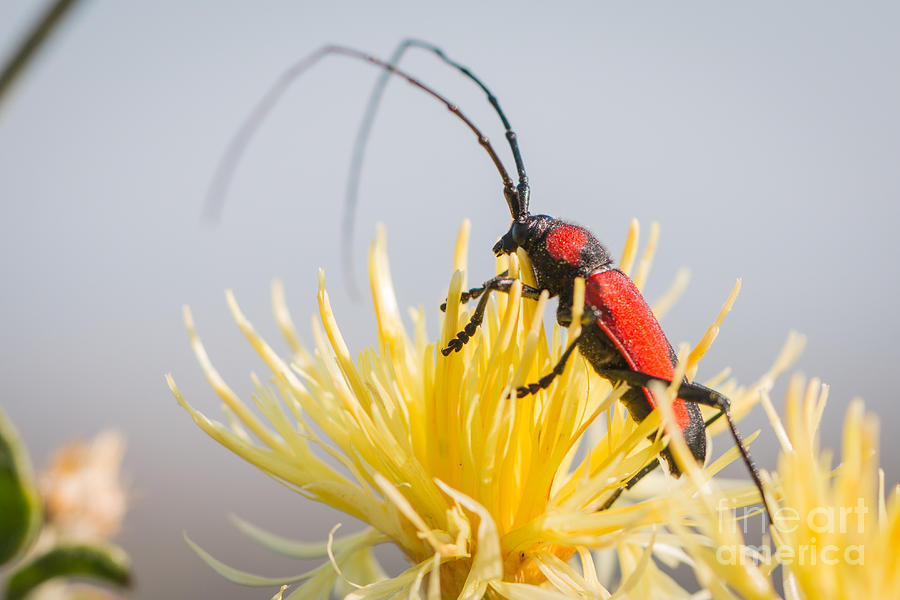 Long-horned beetle Photograph by Jivko Nakev