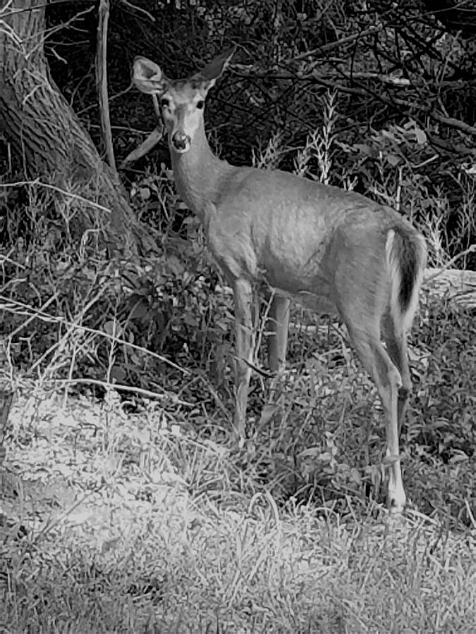 Long Island Deer B W Photograph by Rob Hans