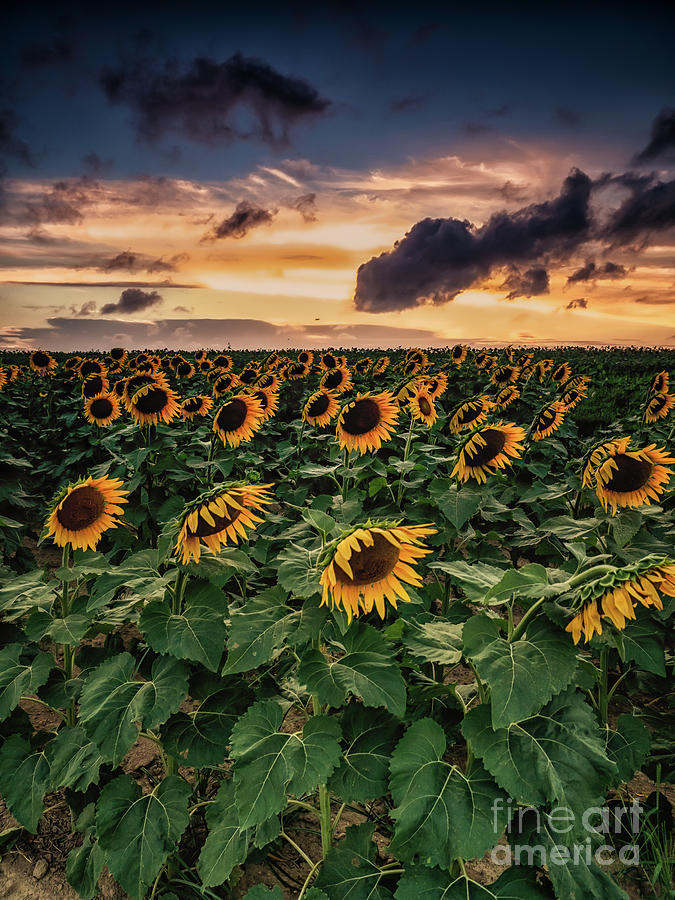 Long Island Sunflower Sunset Photograph by Alissa Beth Photography