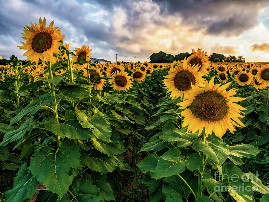 Long Island Sunflowers  Photograph by Alissa Beth Photography